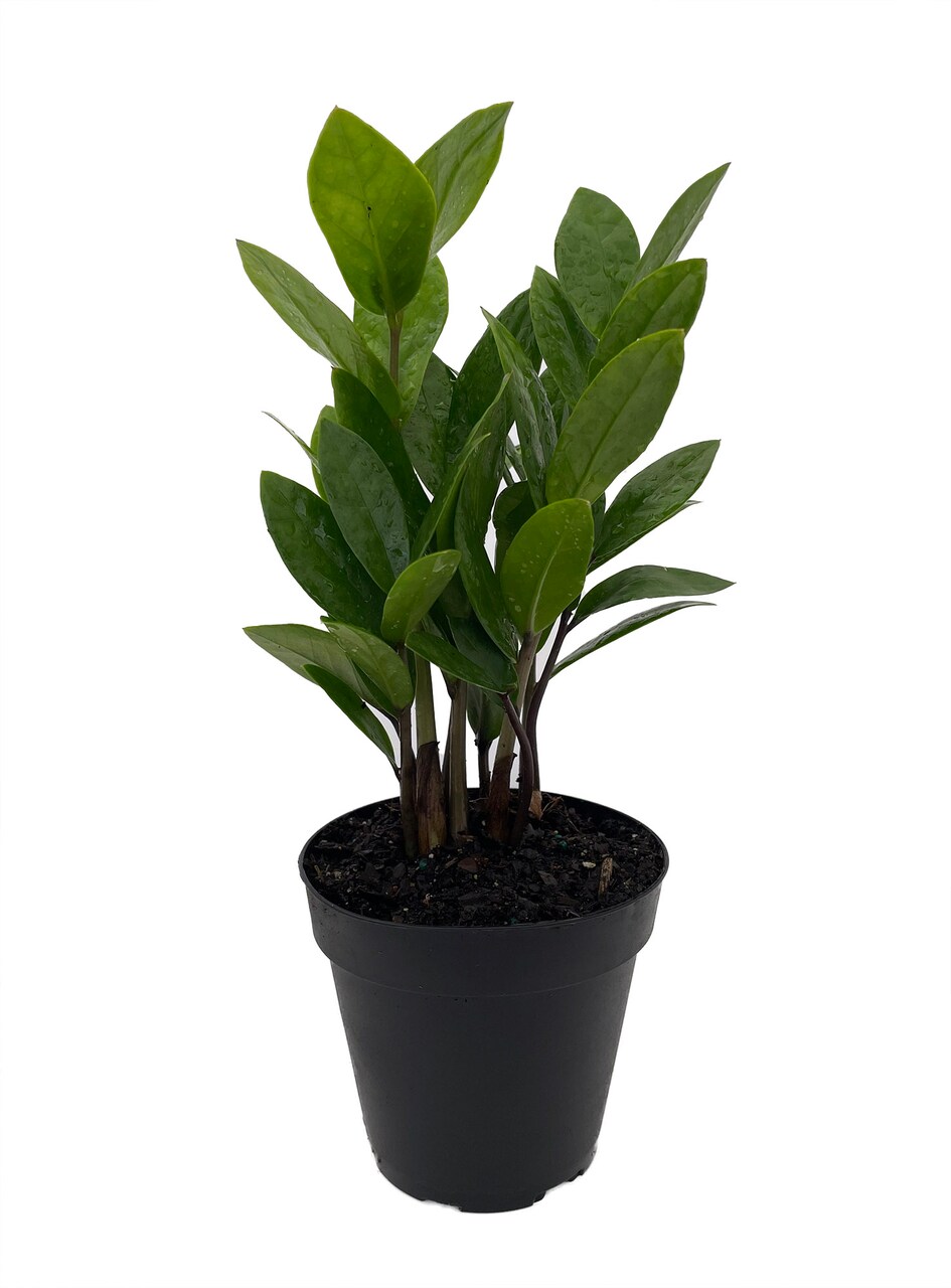 Rare ZZ Plant - Zamioculcas zamiifolia - 4" Pot - Best House Plant in the World